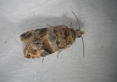 Lobesia Botrana