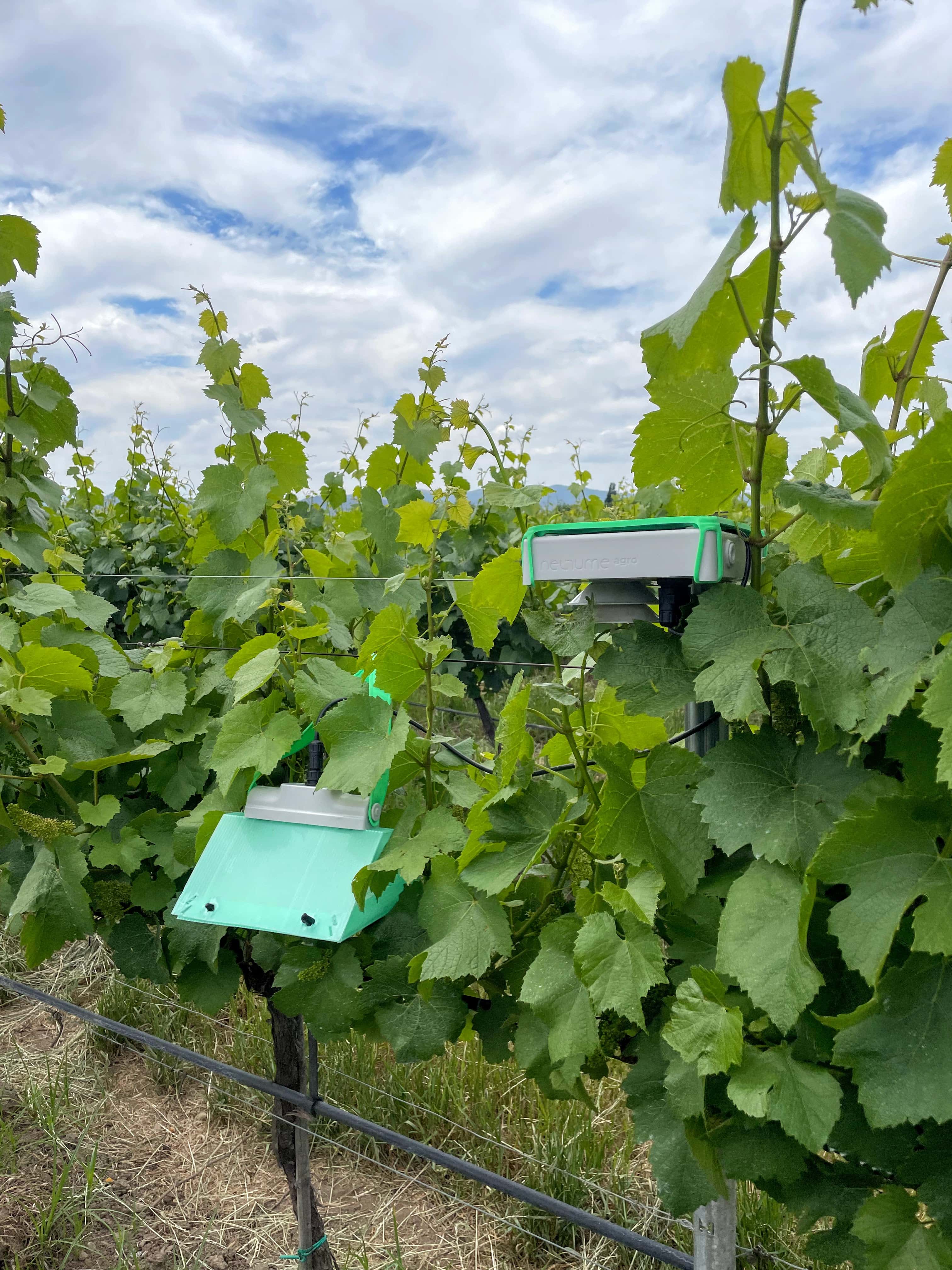 Neltume Agro Version 5 En Vid