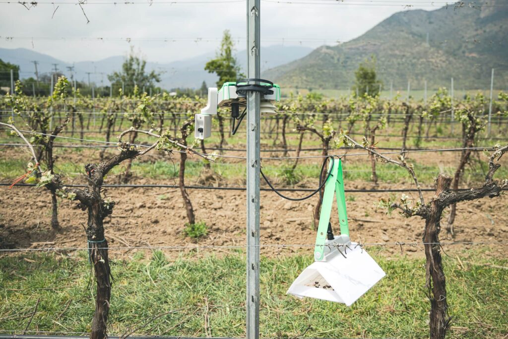 Monitoreo remoto de Lobesia botrana para mayor protección vid y arándanos Neltume121021 188 1024x683