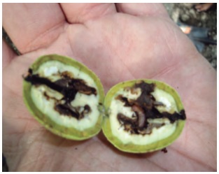 Servicio Neltume Agro para el monitoreo de la Polilla de la manzana en nocedales en la región de Coquimbo Dano De Cydia En Nuez