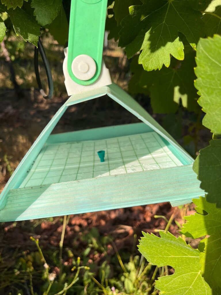 Desafíos de la Temporada Agrícola 2023/24: Una Mirada Detallada de la polilla del racimo de la vid WhatsApp Image 2024 01 24 At 13.03.22 768x1024