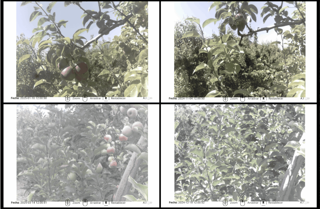 Cydia pomonella y su impacto histórico en los rechazos de fruta fresca Image 2 1024x668