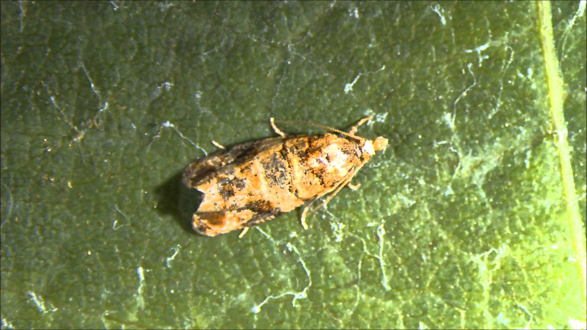 Polilla Lobesia Botrana