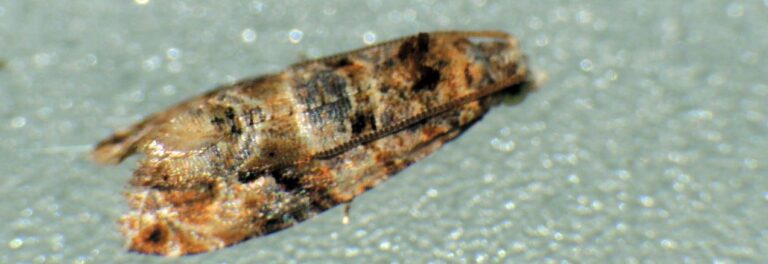 Lobesia Botrana